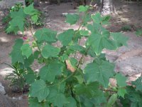 0032-Flores-Sikka-Cotton