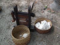 0036-Flores-Sikka-Cotton cleaning