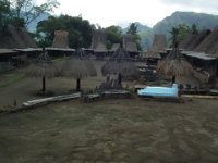 0201-Flores-Tololela